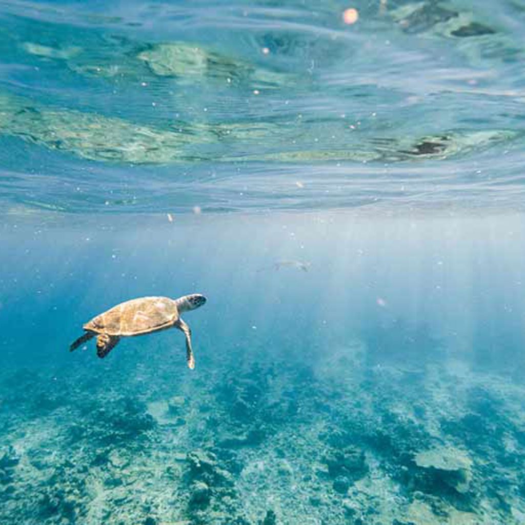 Turtle swimming in ocean, biodiversity