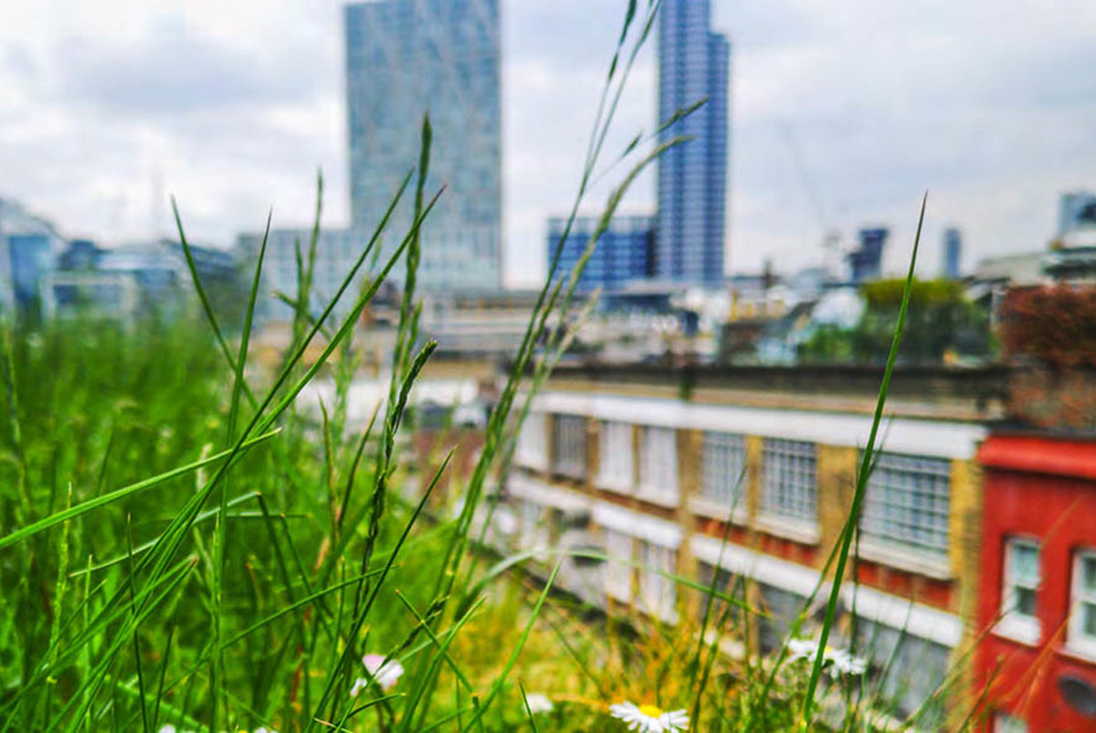 View from a roof in London with grass in the foreground