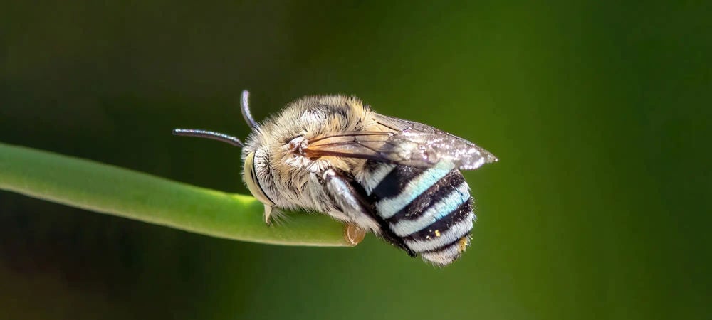 Insect on a leaf