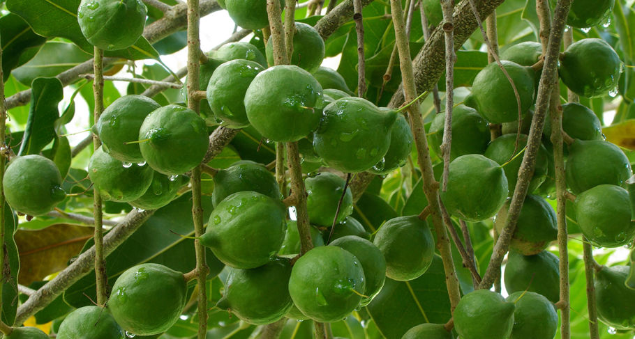 Example of fruit grown on an urban farm