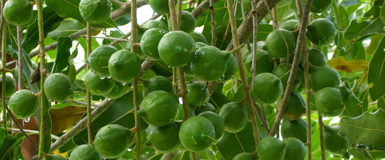 Example of fruit grown on an urban farm