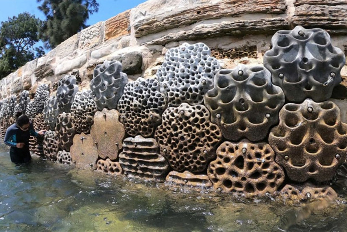 Living seawall in Sydney