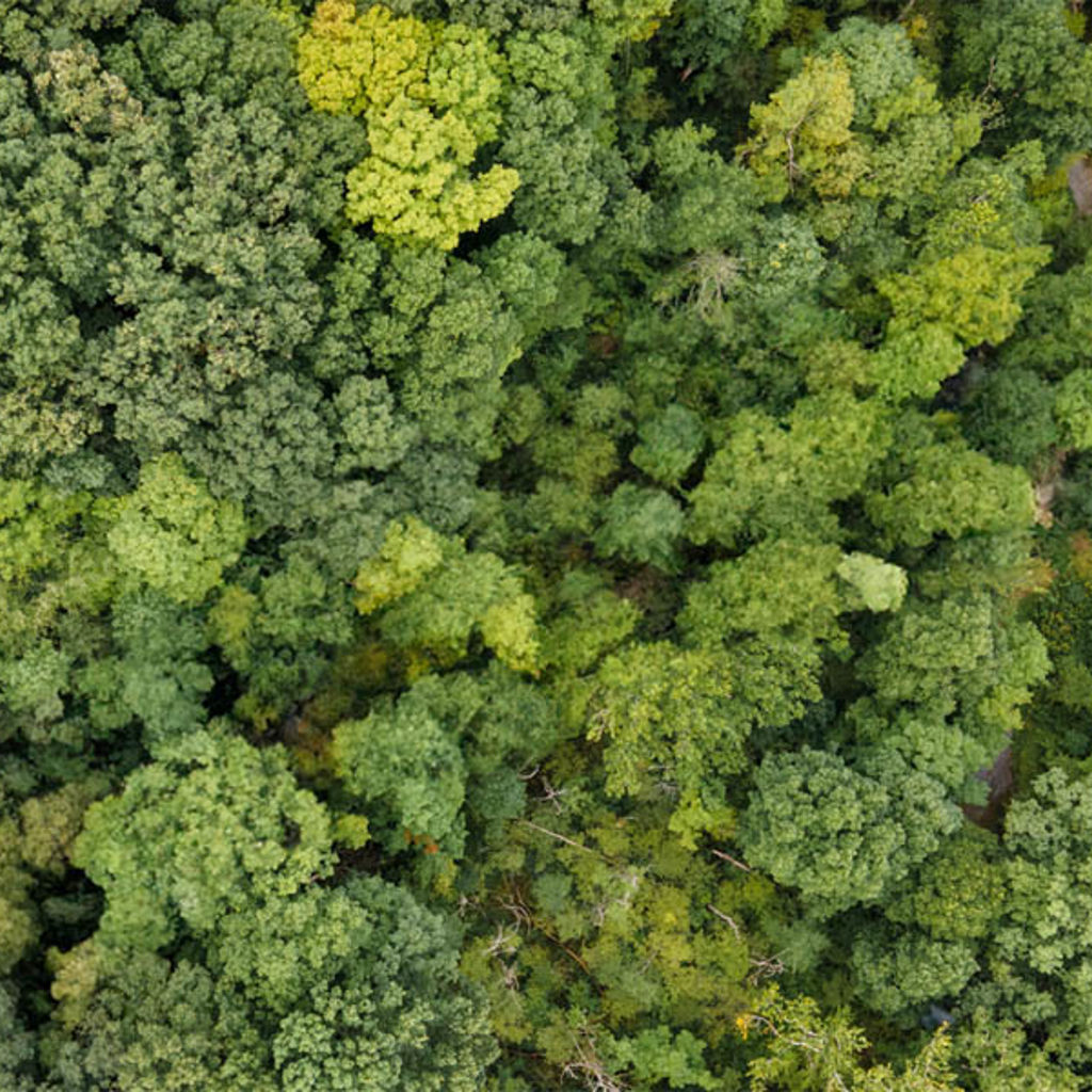 Aerial view of trees