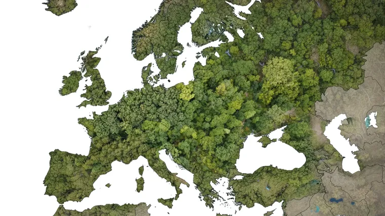 A large group of trees.