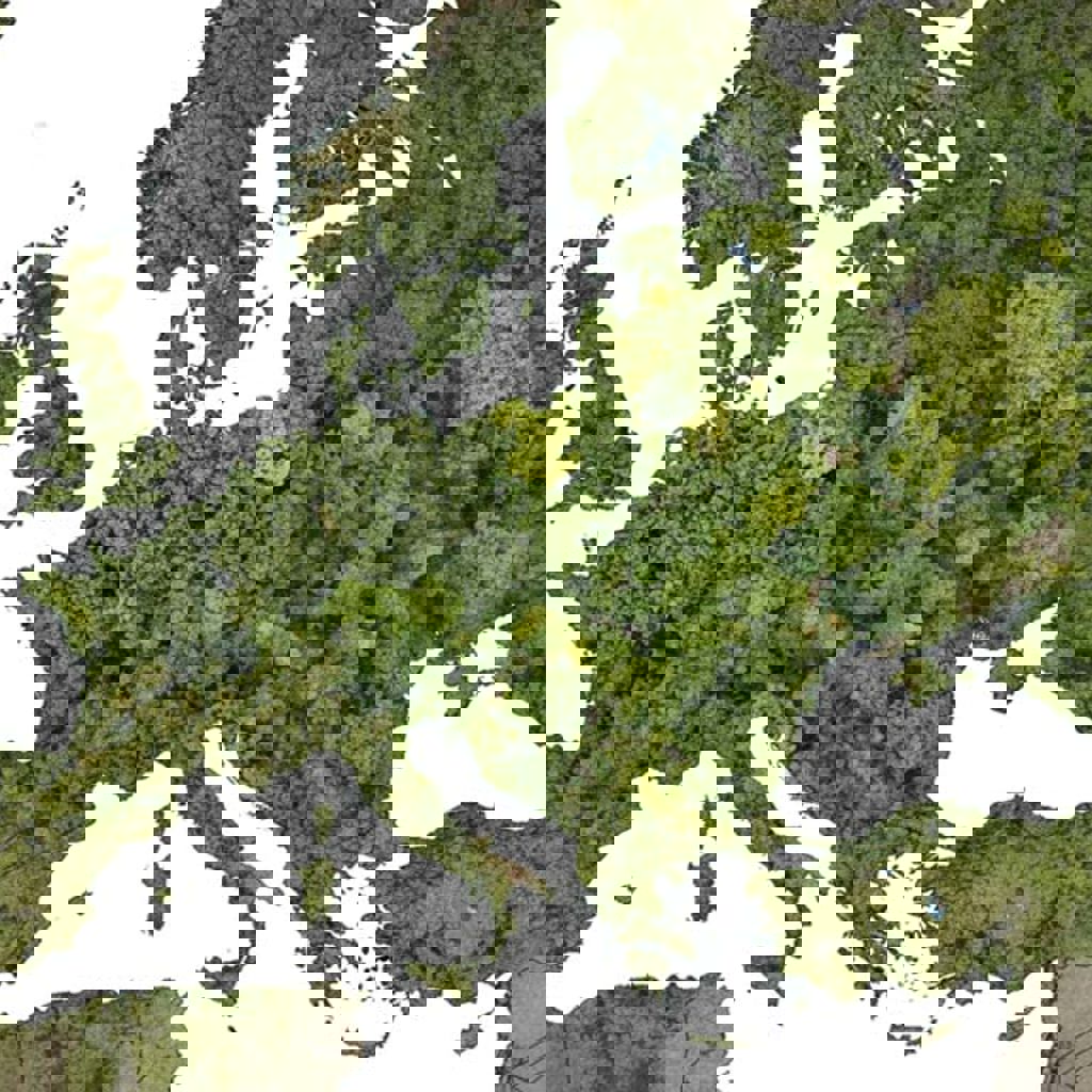 A tree with green leaves.