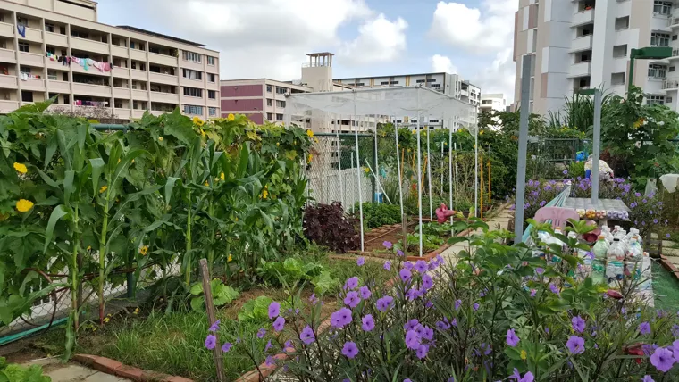 An allotment in a city