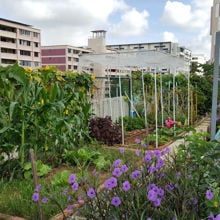 An allotment in a city