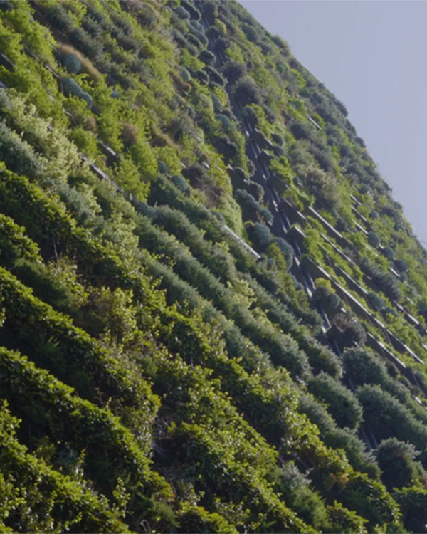 Building covered in plants