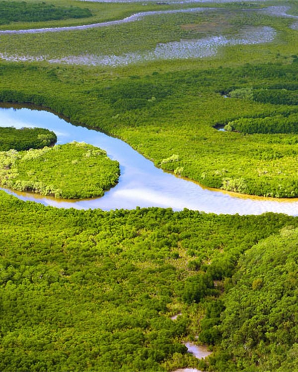 River meandering and surrounded by greenery