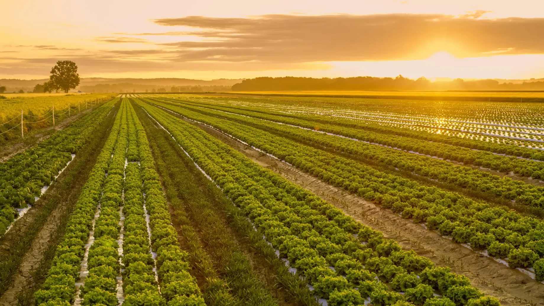 A field of crops.
