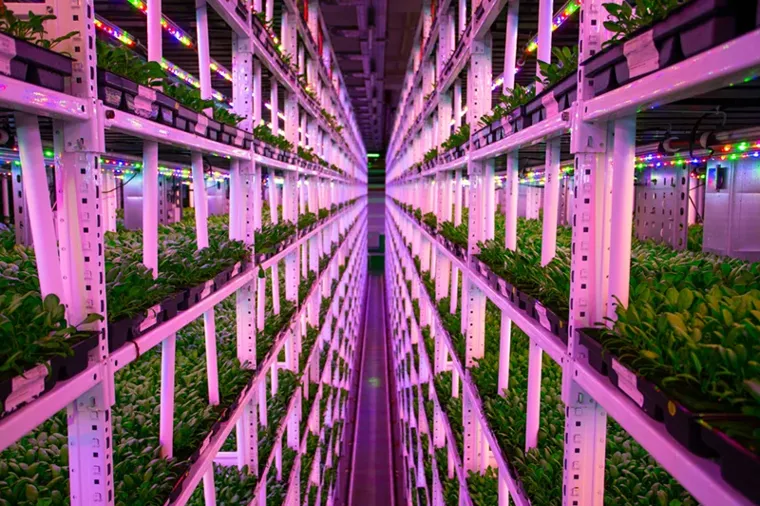 Spinach growing in an urban farm