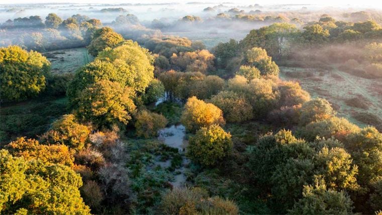 Trees in the countryside in the UK