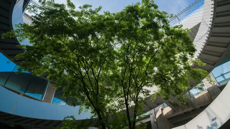 A tree in a courtyard surrounded by a building