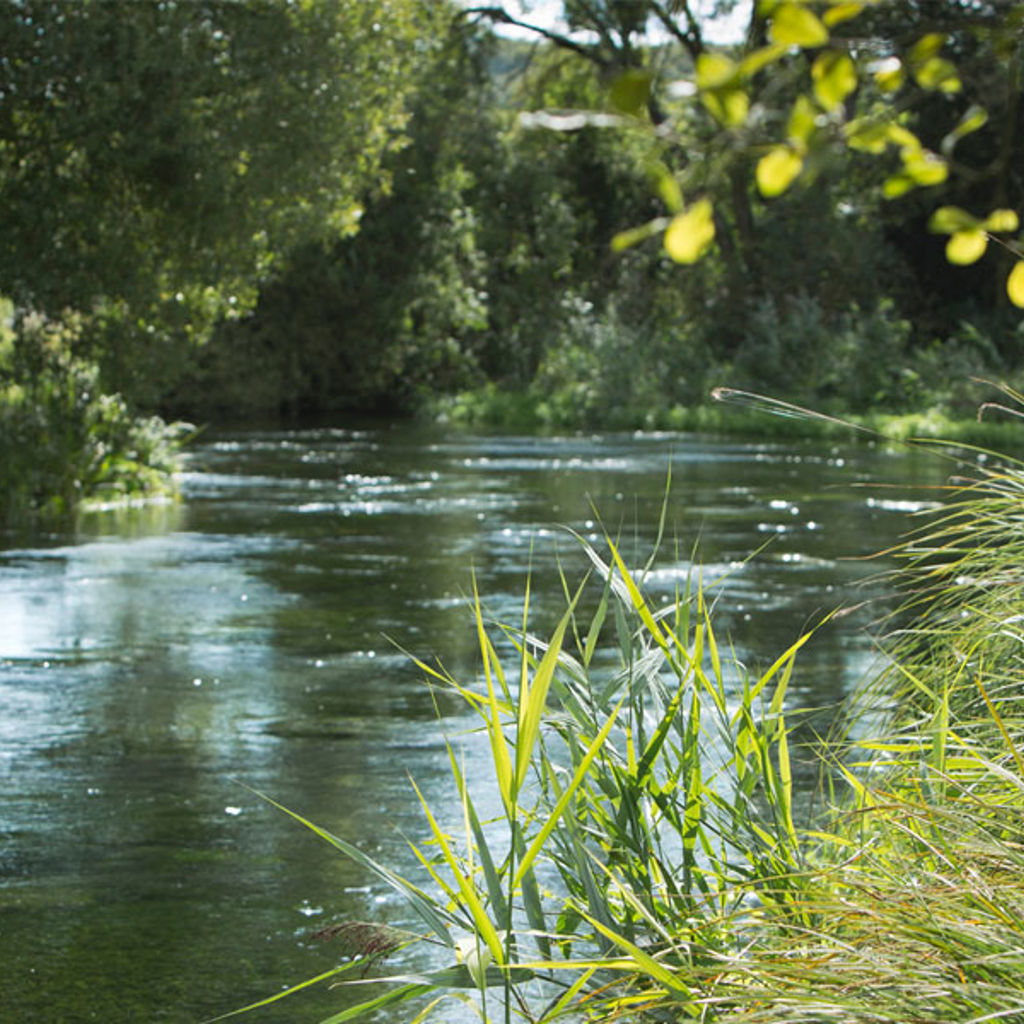 A river with grass and trees.