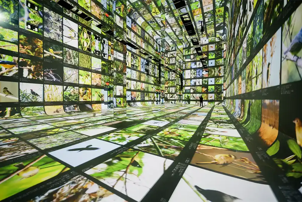 A large room with multiple images of outdoor birds