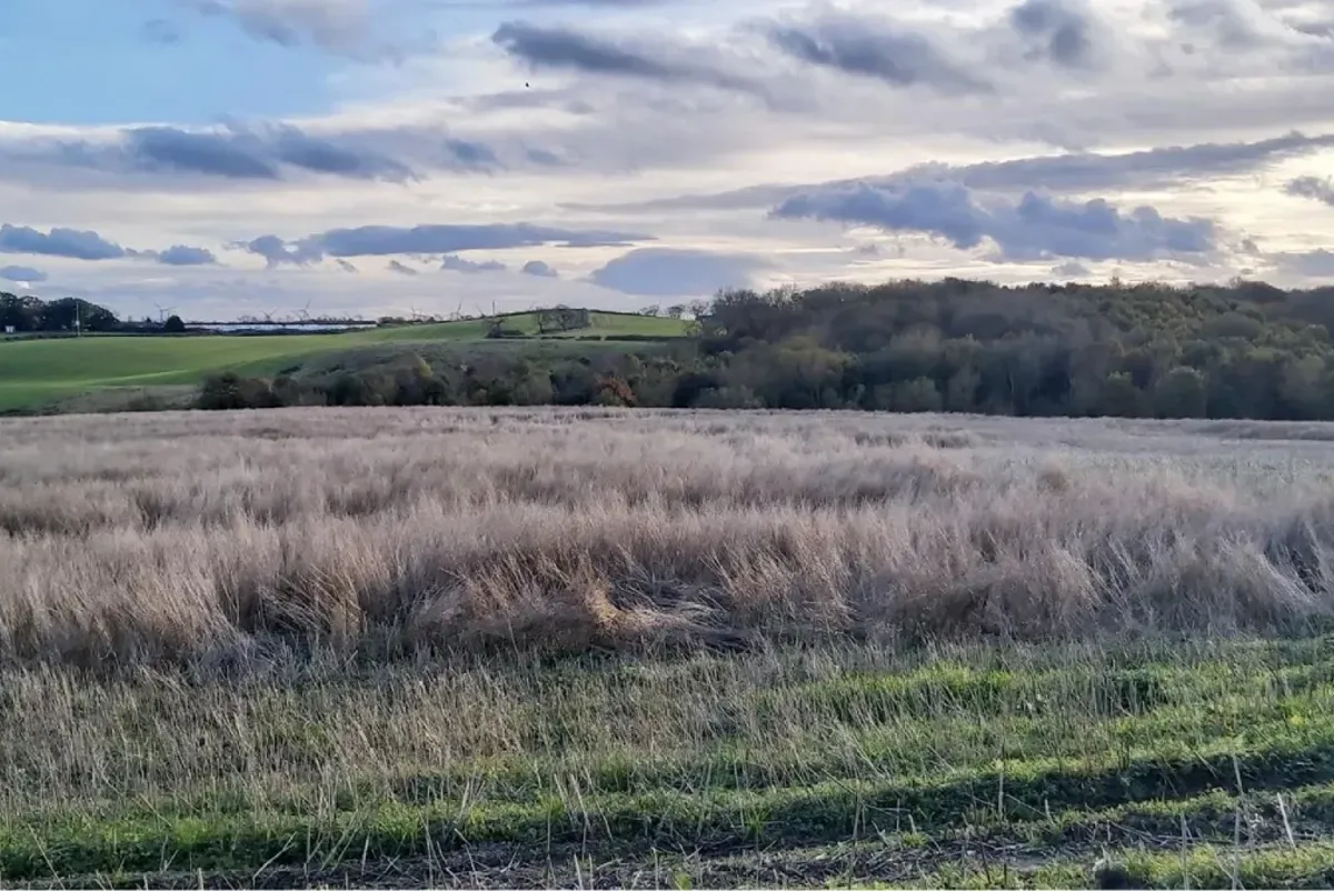 A field of grass with trees in the background.