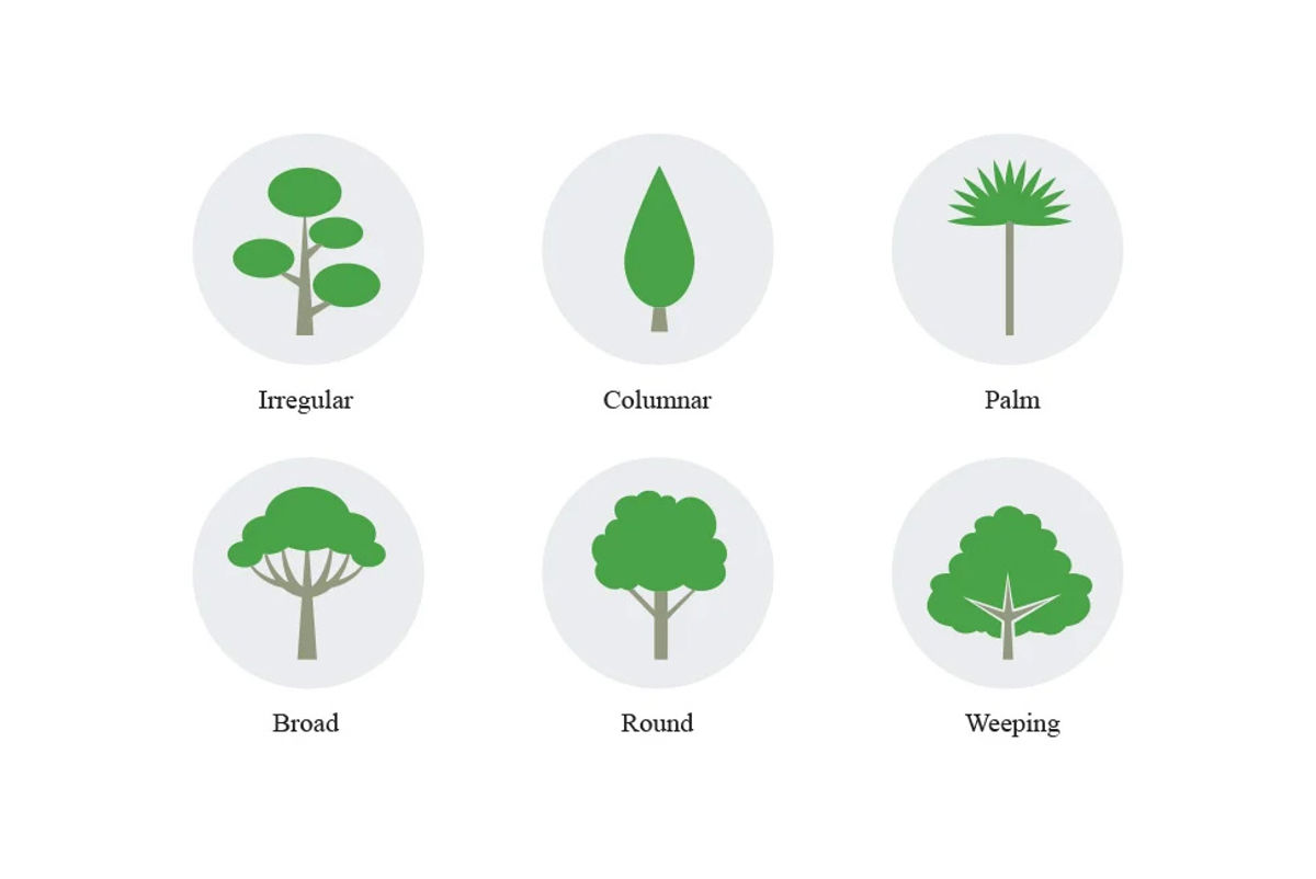 Illustration of six types of trees