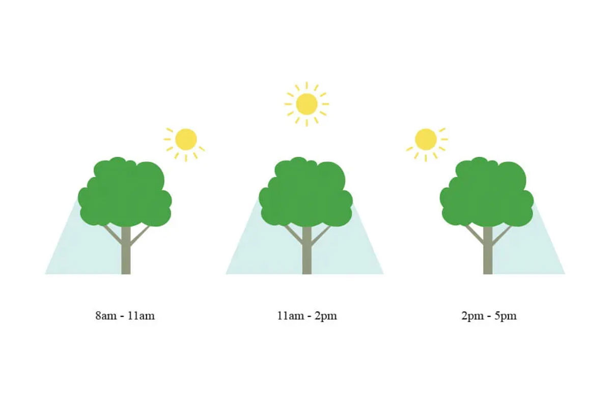 Illustration of a tree at different times of the day