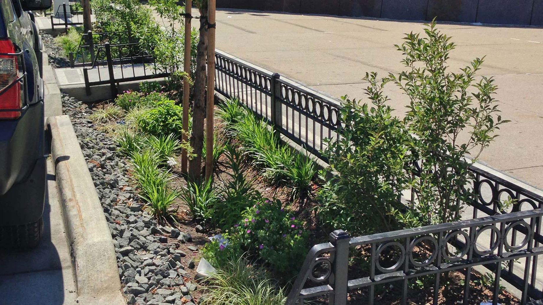 Trees and bushes planted on a New York sidewalk