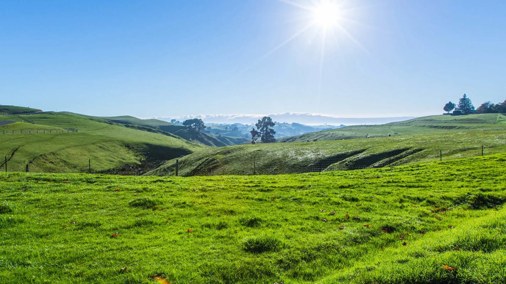 Grassy hills in southern Auckland