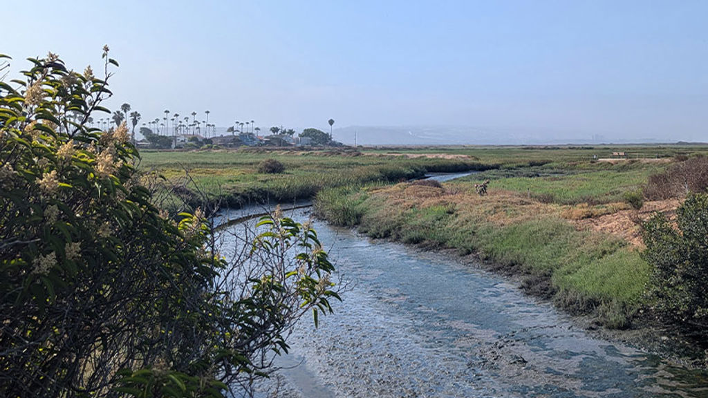View of the Tijuana River with palm trees in distance