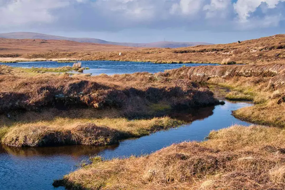 A wetland in Yorkshire